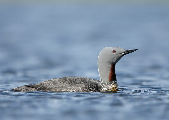 Red-throated Diver Gavia stellata