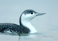 Red-throated Diver Gavia stellata