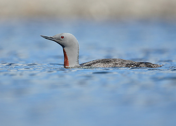 Red-throated Diver Gavia stellata