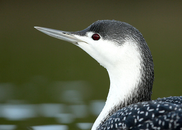 Red-throated Diver Gavia stellata
