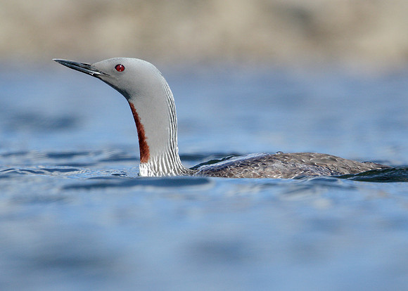 Red-throated Diver Gavia stellata