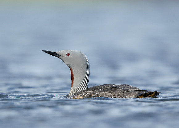 Red-throated Diver Gavia stellata