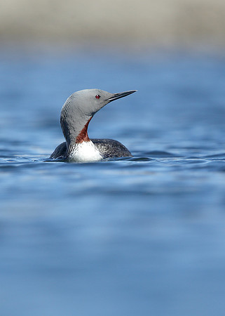 Red-throated Diver Gavia stellata