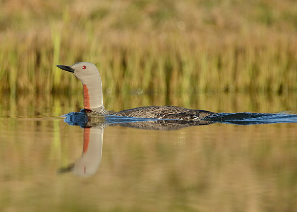 Red-throated Diver Gavia stellata