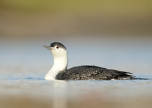 Red-throated Diver Gavia stellata