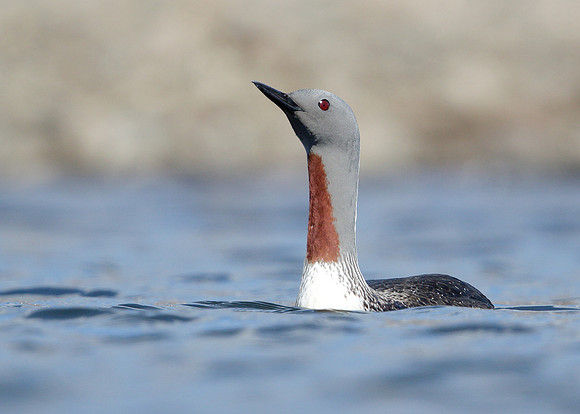 Red-throated Diver Gavia stellata