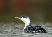 Red-throated Diver Gavia stellata