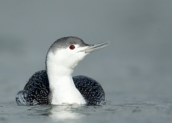 Red-throated Diver Gavia stellata