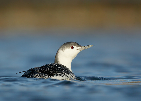 Red-throated Diver Gavia stellata