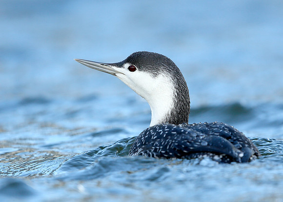 Red-throated Diver Gavia stellata
