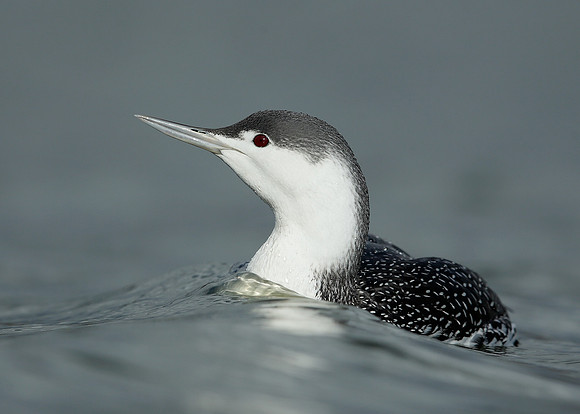 Red-throated Diver Gavia stellata