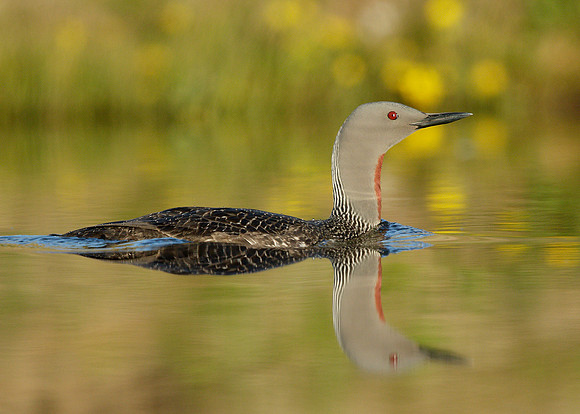 Red-throated Diver Gavia stellata