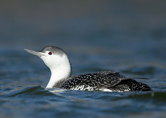 Red-throated Diver Gavia stellata