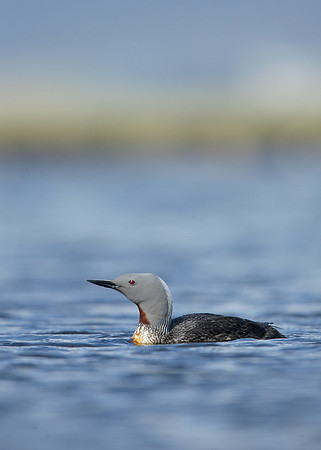 Red-throated Diver Gavia stellata
