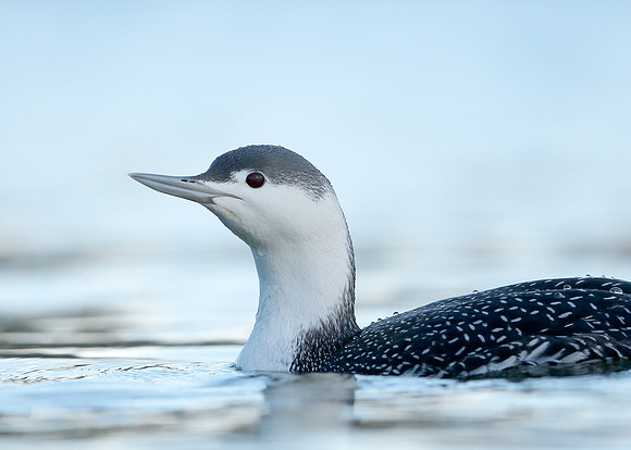 Red-throated Diver Gavia stellata