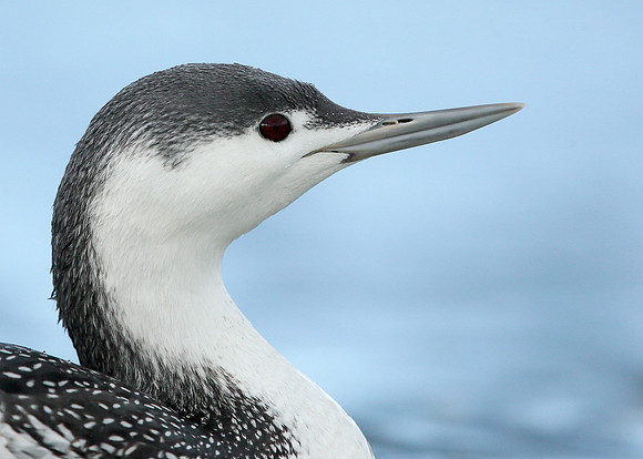 Red-throated Diver Gavia stellata