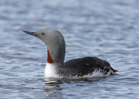 Red-throated Diver Gavia stellata