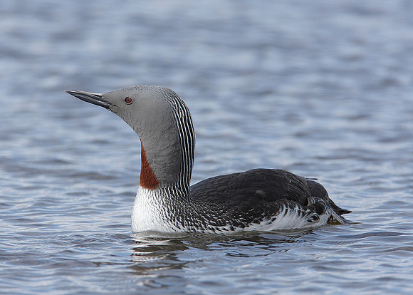 Red-throated Diver Gavia stellata