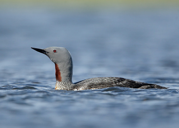 Red-throated Diver Gavia stellata