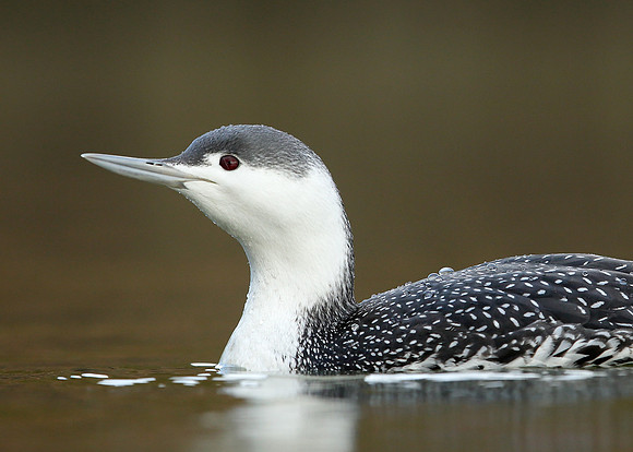 Red-throated Diver Gavia stellata