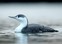 Red-throated Diver Gavia stellata