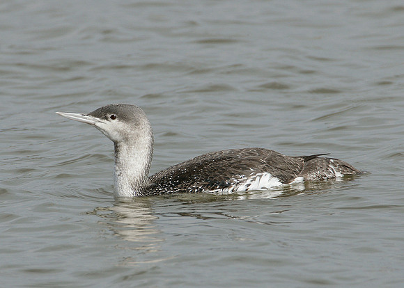 Red-throated Diver Gavia stellata