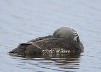 Red-throated Diver Gavia stellata