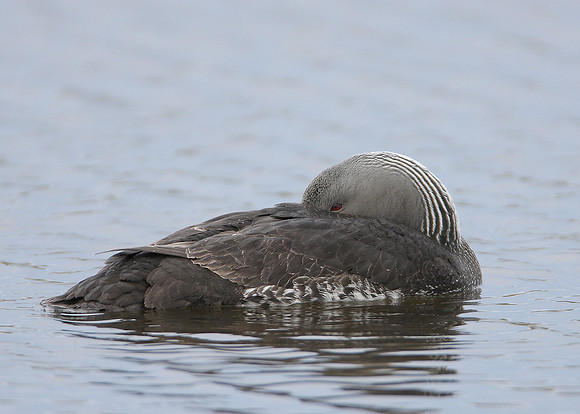 Red-throated Diver Gavia stellata