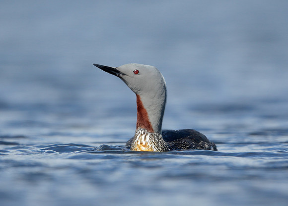 Red-throated Diver Gavia stellata