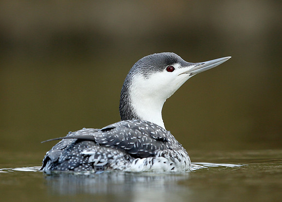 Red-throated Diver Gavia stellata