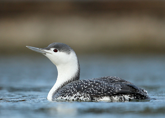 Red-throated Diver Gavia stellata