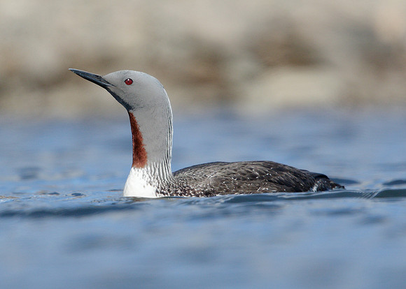 Red-throated Diver Gavia stellata