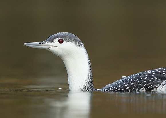 Red-throated Diver Gavia stellata