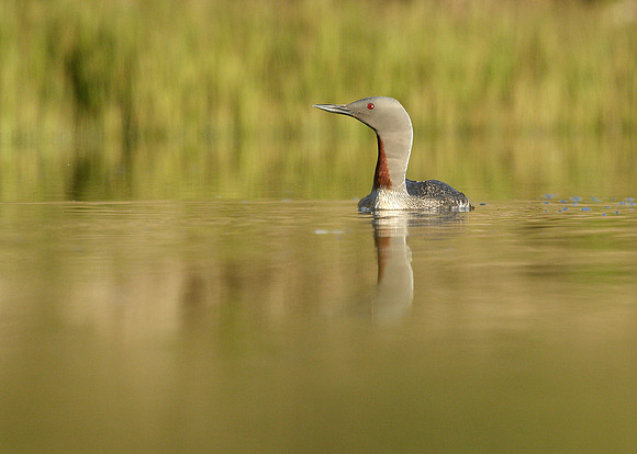 Red-throated Diver Gavia stellata