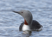 Red-throated Diver Gavia stellata