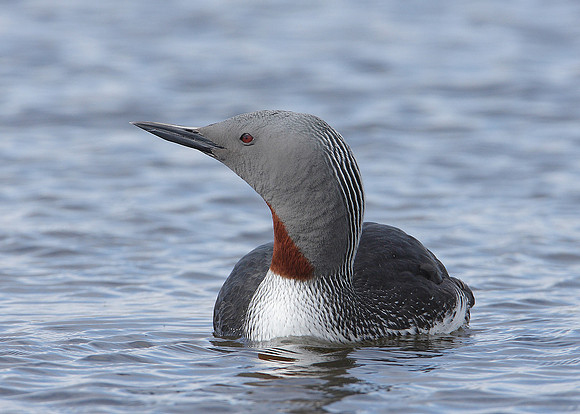 Red-throated Diver Gavia stellata