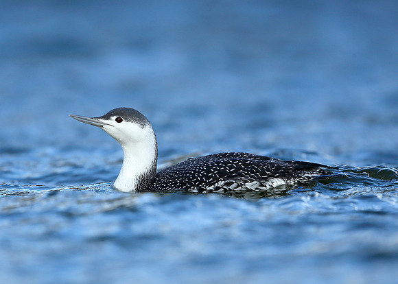 Red-throated Diver Gavia stellata