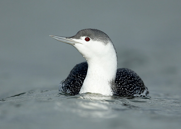 Red-throated Diver Gavia stellata