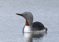 Red-throated Diver Gavia stellata