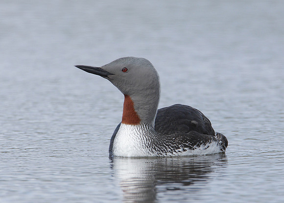 Red-throated Diver Gavia stellata