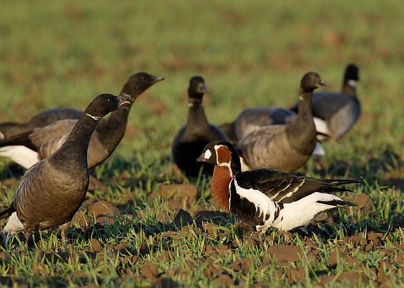 Red-breasted Goose Branta ruficollis