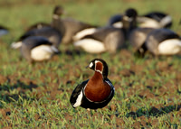 Red-breasted Goose Saltfleet Lincs Nov 2006