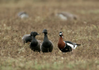 Red-breasted Goose Branta ruficollis