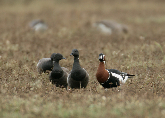 Red-breasted Goose Branta ruficollis