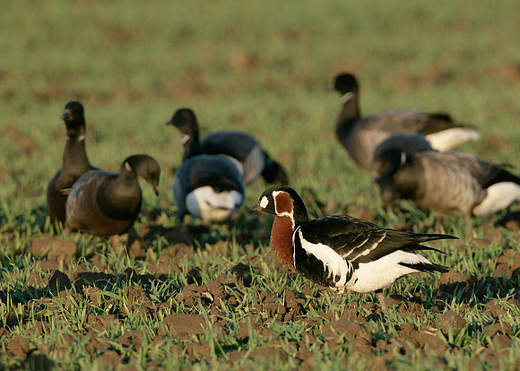 Red-breasted Goose Branta ruficollis