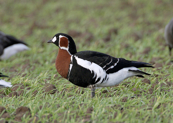 Red-breasted Goose Branta ruficollis