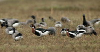Red-breasted Goose Branta ruficollis