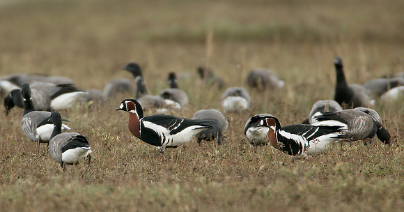 Red-breasted Goose Branta ruficollis