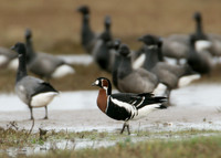 Red-breasted Goose Branta ruficollis