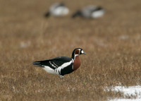 Red-breasted Goose Branta ruficollis